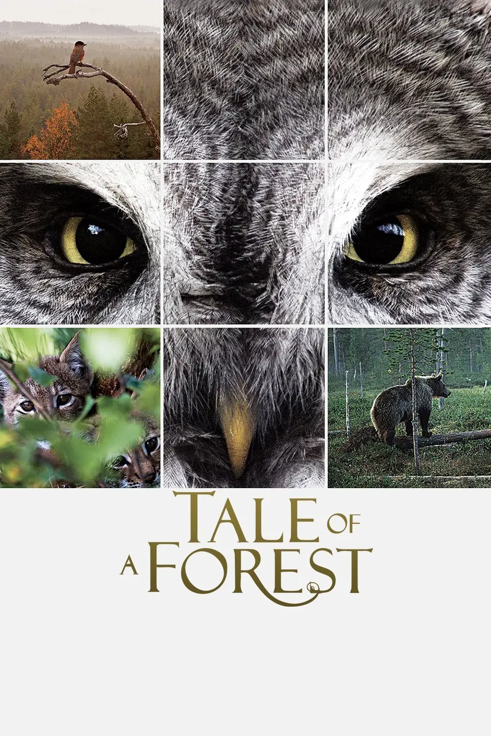 《森之传说》：一场唯美奇幻的森林冒险，探索人与自然的和谐共生！